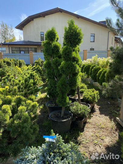 Туя Смарагд Спираль 305 см