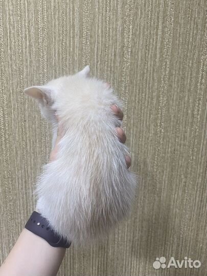 Котики в добрые ручки