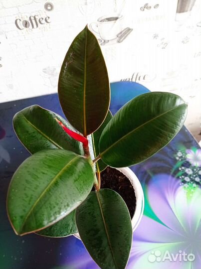 Фикус комнатный