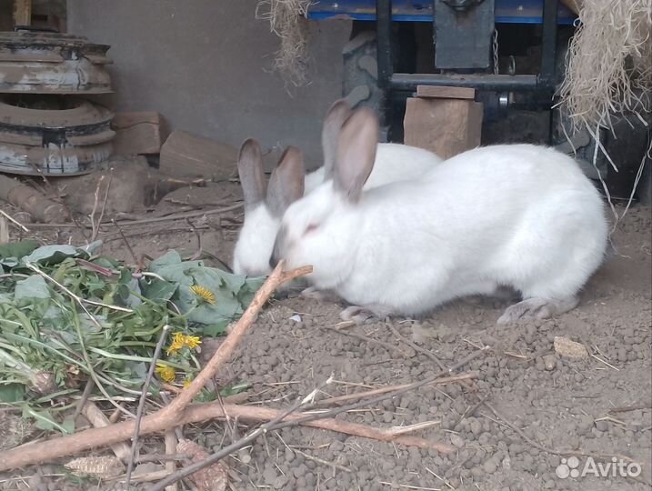 Кролики самки