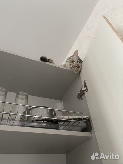 Передержка кошек/котов