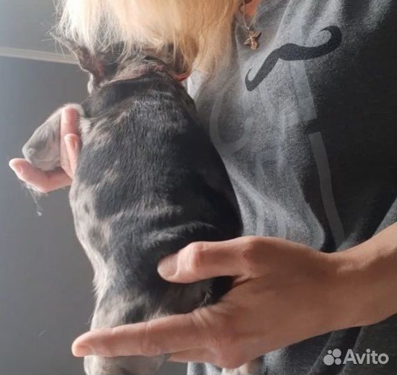 Французский бульдог