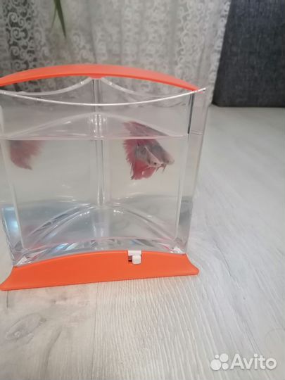 Аквариум для петушка