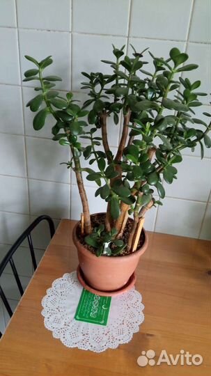 Крассула толстянка и алоэ