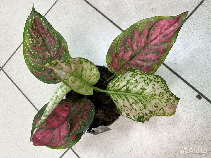 Аглаонема красная