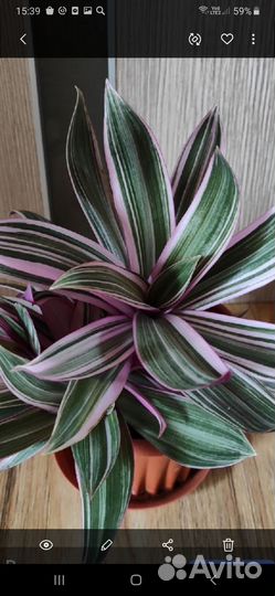 Традисканция рео триколор