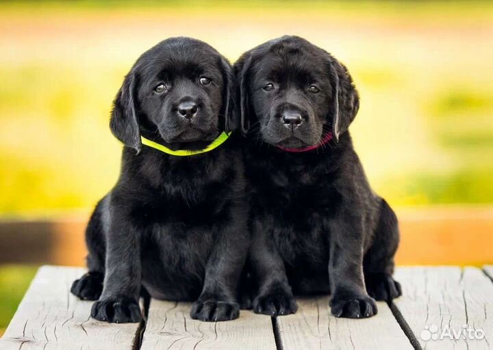 Чёрные щенки лабрадора ретривера питомник