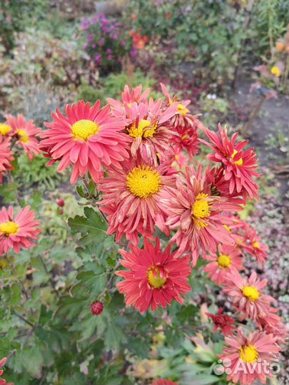 Многолетники