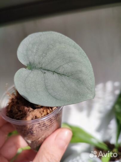 Сциндапсус Хиро, Платинум, Moonlight-мунлайт