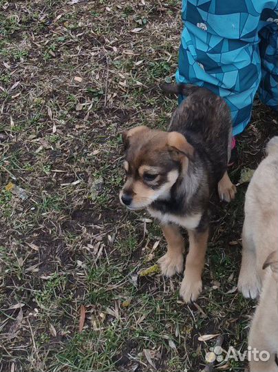 Щенок девочка, 4,5м., ягдтерьер+джек-рассел-терьер