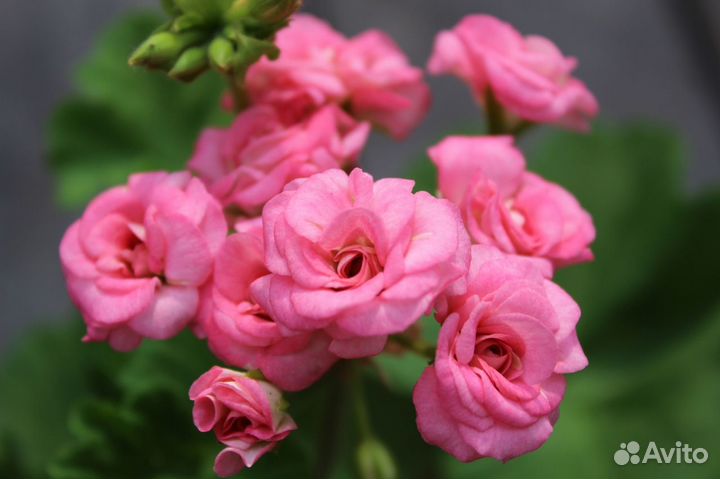 Пеларгонии сортовые 1