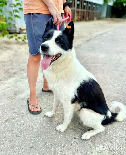 Лайка ищет дом