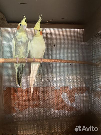 Попугай корелла