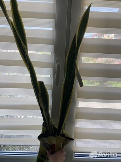 Сансевиерия лауренти(с желтой полосой щучий хвост)