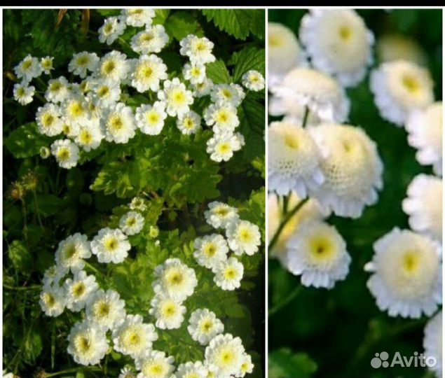 Хризантема девичья