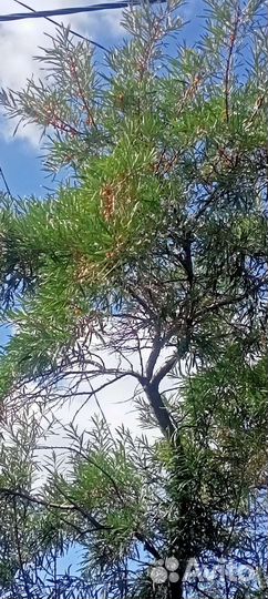 Саженцы облепихи