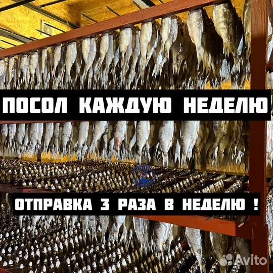 Вобла вяленая премиальная