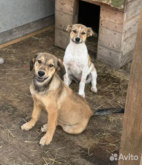 Щенки девочки