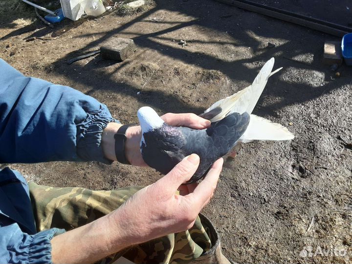 Продаю николаевских голубей