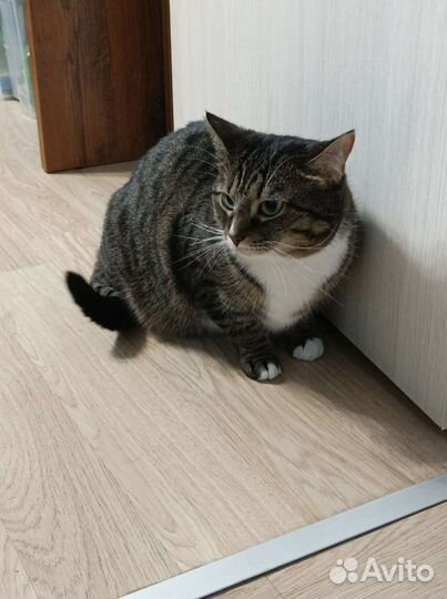 Кошки в добрые руки бесплатно