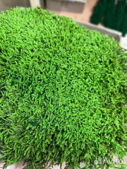 Плоский мох Премиум