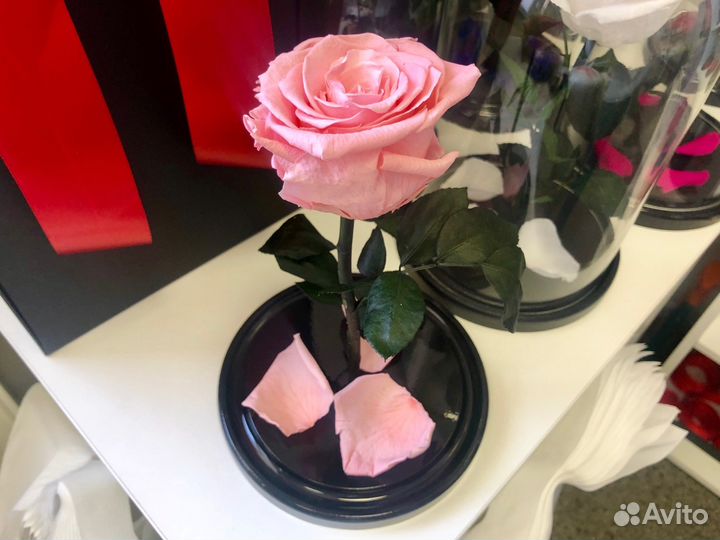Живая роза розовая + бесплатная доставка