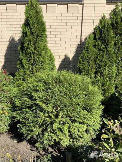 Туя шаровидная