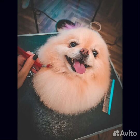 Стрижка(груминг) собак