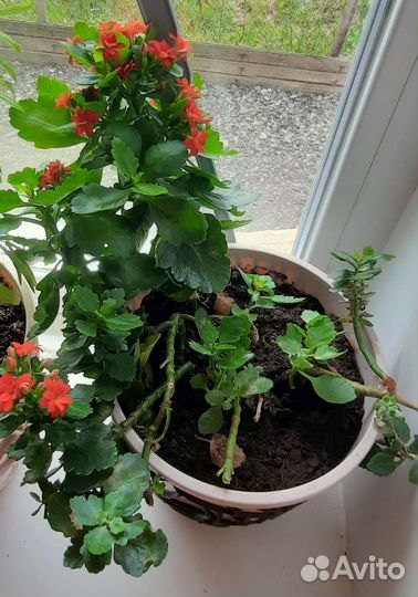 Каланхоэ Блоссфельда