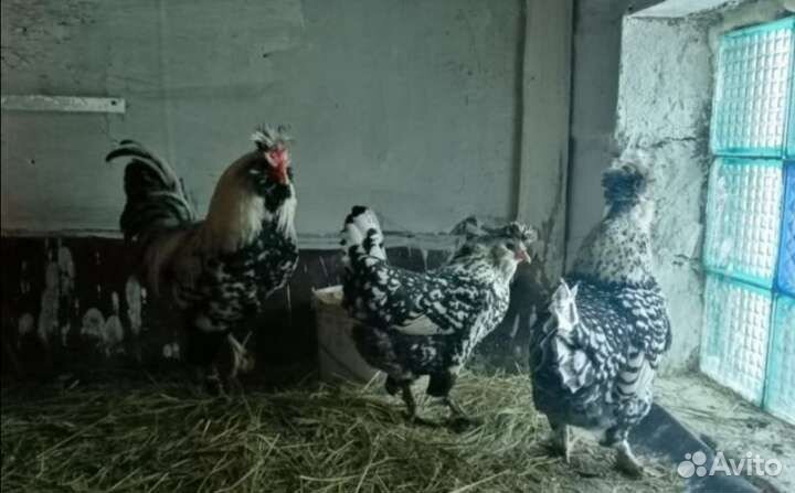 Породистые куры утки