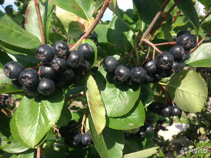 Черноплодная рябина (черноплодка). Саженец