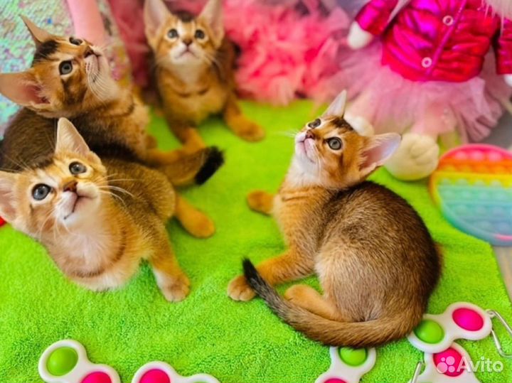 Котенок мальчик