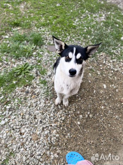 Хаски двортерьер