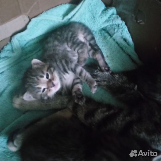 Котята