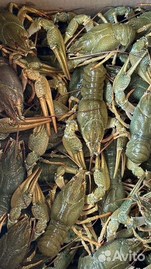 Живые раки с доставкой