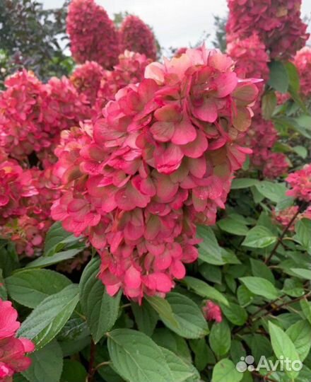 Гортензия метельчатая Бонфайр