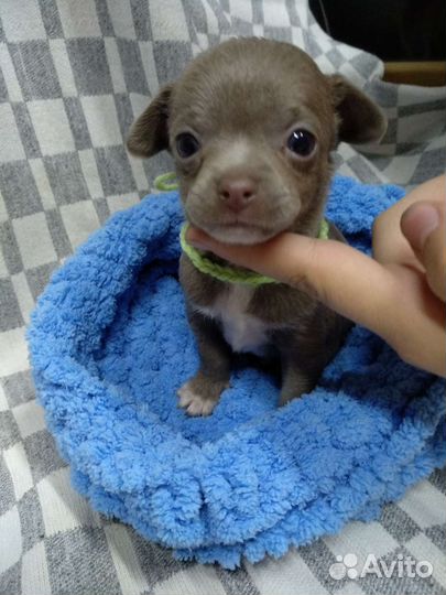 Щенки лиловые