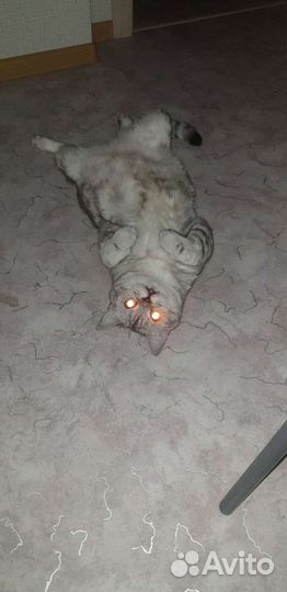 Британский кот в добрые руки