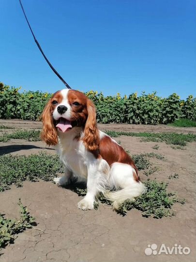 Вязка Кавалер Кинг Чарльз Спаниель