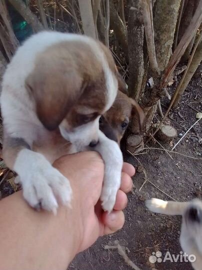 Щеночки от маленькой собаки