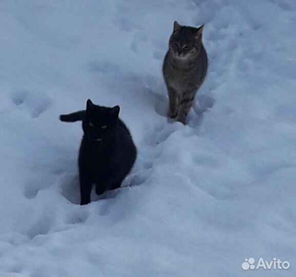 Котята девочки 8-10 мес