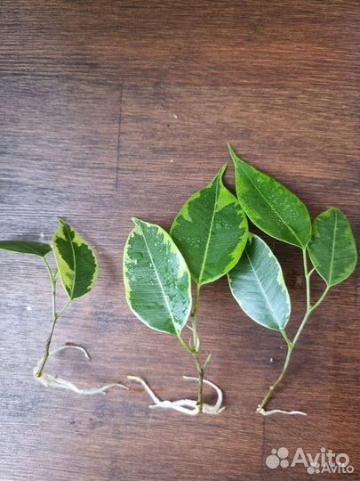 Черенки фикуса Бенджамина Голден Кинг