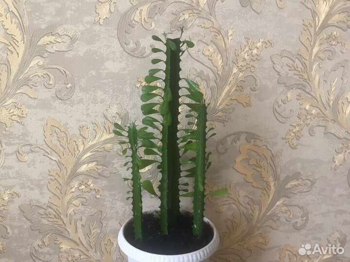 Молочай треугольный (кактус)