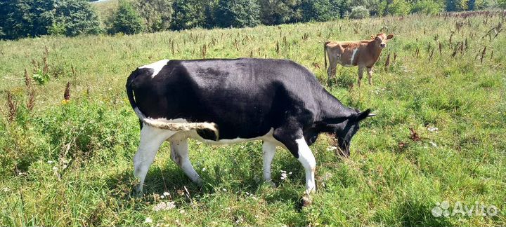 Коровы тельные