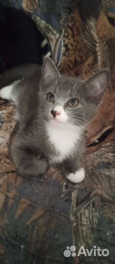 Отдам котят
