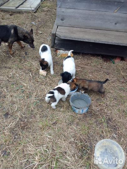 Щенки лайки и шарпея