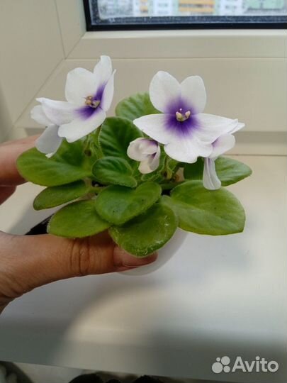 Сортовые фиалки стандарт мини 50 сортов