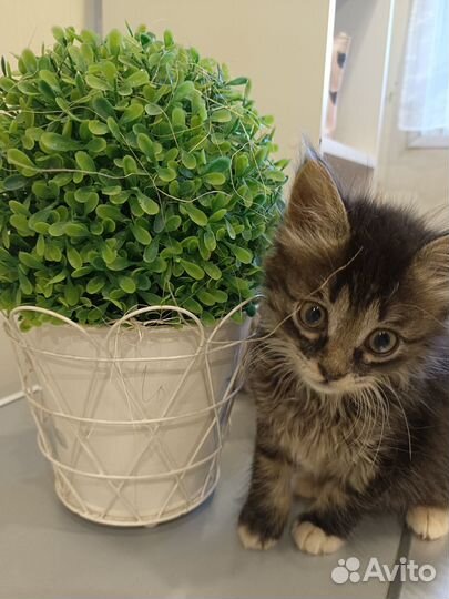 Котята Котята Котята