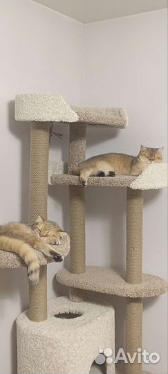 Кот и кошечка подростки