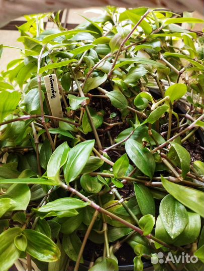 Традесканция